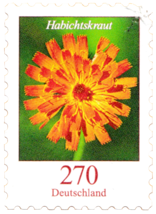 A 2019 stamp from Germany, featuring an orange-yellow hieracium (also kown as hawkweed).